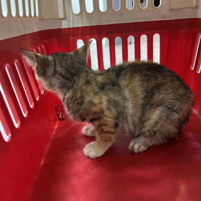 누리동물병원_426340202300294